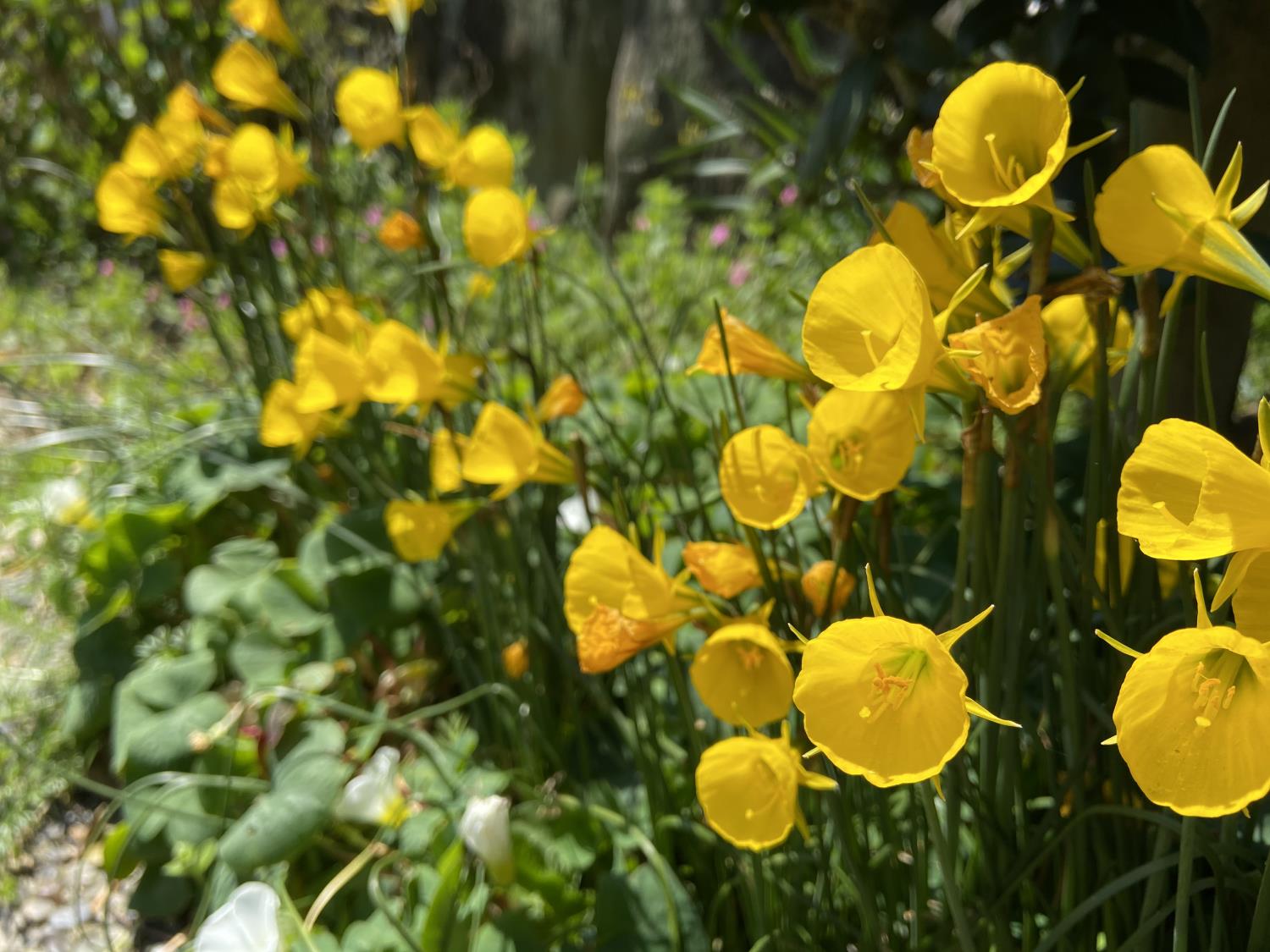 コミュニティ道路の春の花々