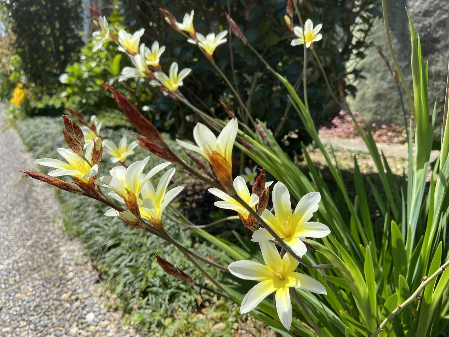 コミュニティ道路の春の花々