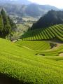 園部製茶の山の畑