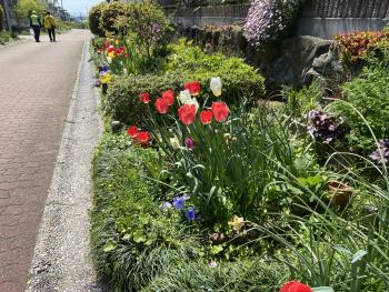 コミュニティ道路の春の花々