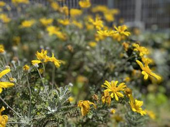 コミュニティ道路の春の花々