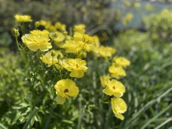 コミュニティ道路の春の花々