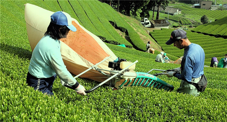 茶園　摘採